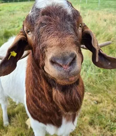 Apartamento Sperlingskauz Mit Pool, Sauna & Hochschwarzwaldcard Schluchsee