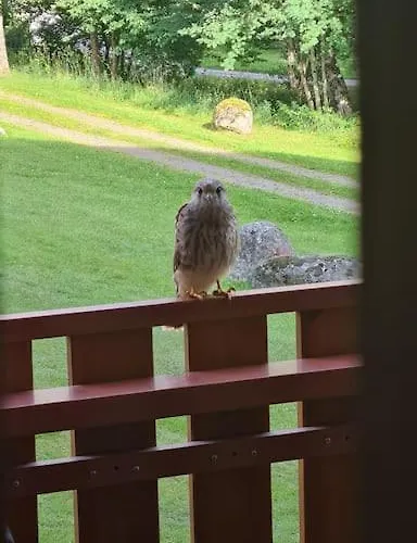 Sperlingskauz Mit Pool, Sauna & Hochschwarzwaldcard *