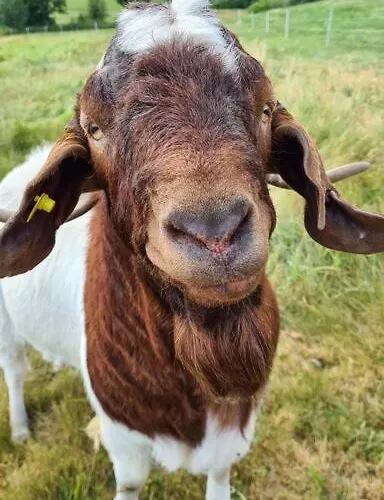 Lejlighed Sperlingskauz Mit Pool, Sauna & Hochschwarzwaldcard Schluchsee